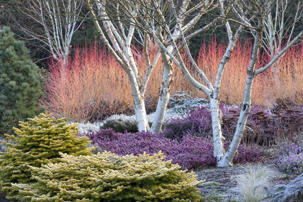 Winter Gardening