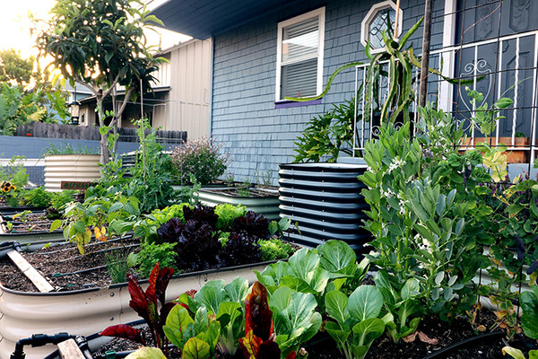 Types of Urban Gardens