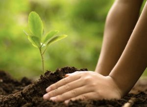 How to Choose the Best Site for Planting a Tree