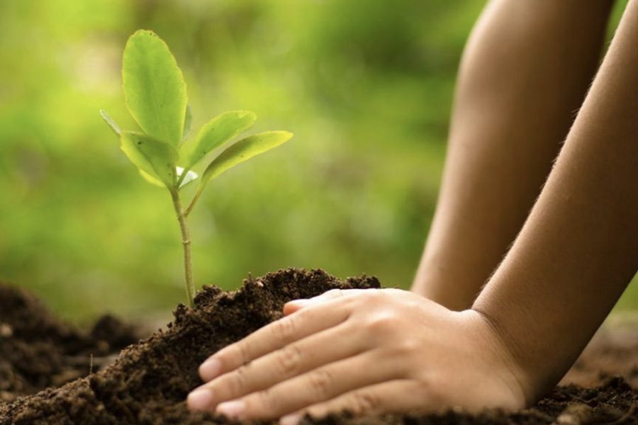How to Choose the Best Site for Planting a Tree