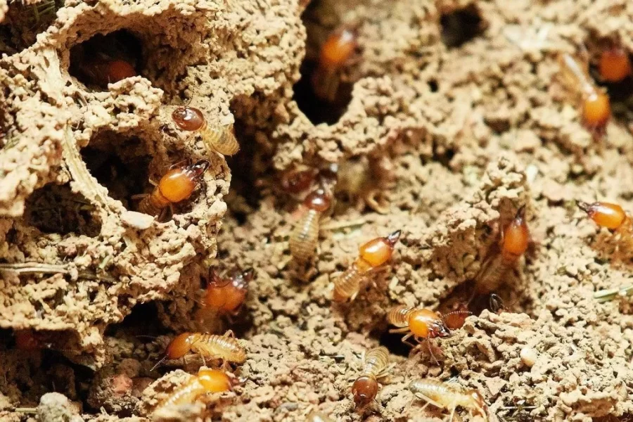 Should You Buy A Home With Termite History?