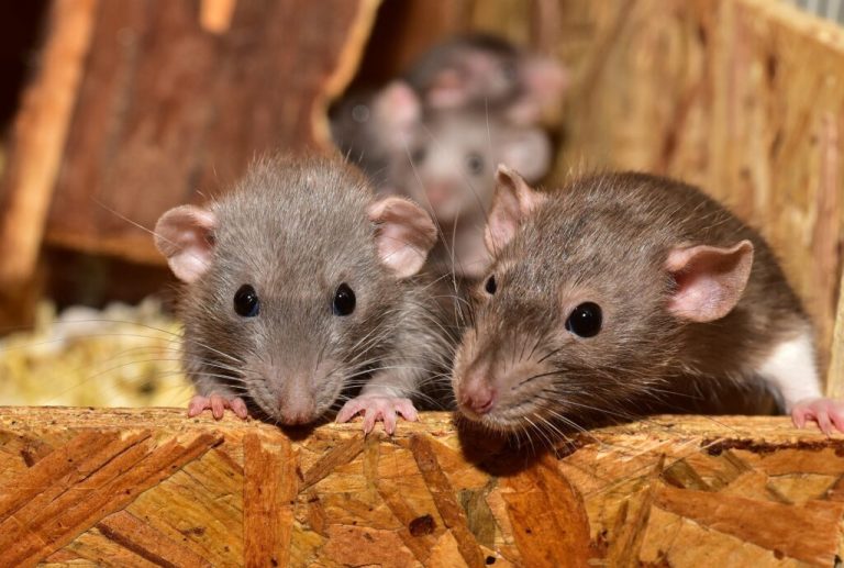 Why Do Rats Infest Your Attic?