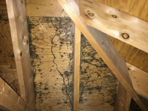 Is There Black Mold In Your Attic? 4 Alarming Signs