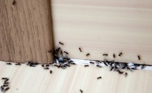 When to Call an Exterminator When Dealing with Ants