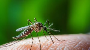 Why Elmhurst Is Prone to Pests In Summer & What to Do About It