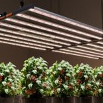 Shedding Light on Growth: The Best LED Colors & Spectrums for Maximum Yields