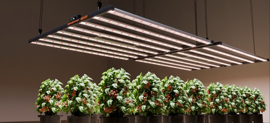 Shedding Light on Growth: The Best LED Colors & Spectrums for Maximum Yields