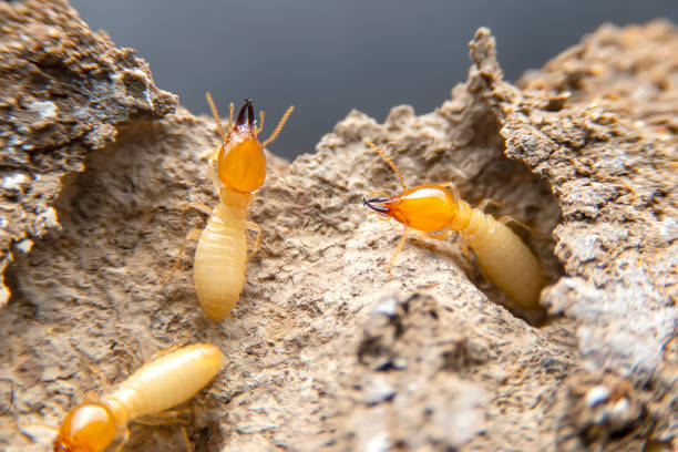 Why Rockville’s Brick Rowhomes Are Not Immune to Termite Damage
