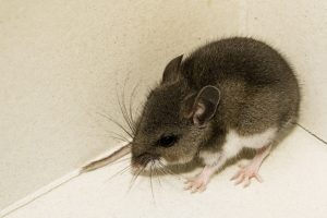 Why Rodents in the T-Town Port Are Different and How They Invade Local Homes 