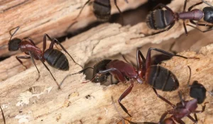 Types of Ants That Eagle Homeowners Usually Worry About