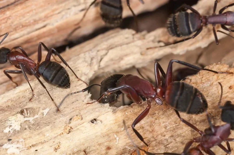 Types of Ants That Eagle Homeowners Usually Worry About