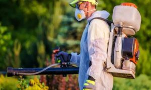 How Seasonal Changes Affect Pest Activity and What Homeowners Can Do