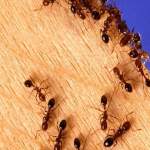 Five Signs That Carpenter Ants Are Destroying Your Indianapolis, IN Property