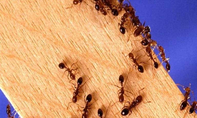 Five Signs That Carpenter Ants Are Destroying Your Indianapolis, IN Property