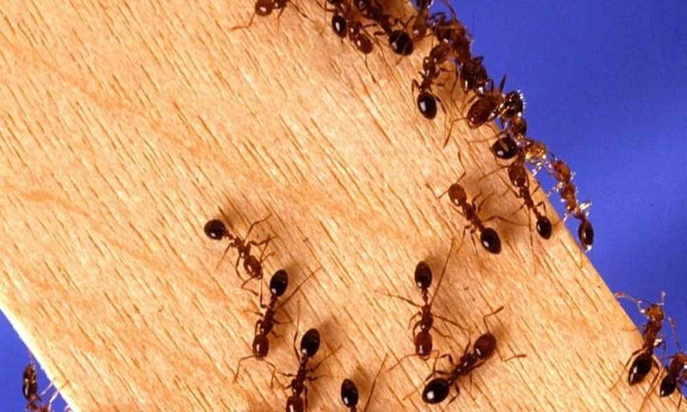 Five Signs That Carpenter Ants Are Destroying Your Indianapolis, IN Property