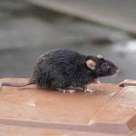 Garage Storage Layout Trends That Encourage Rodent Nesting in Phoenix, AZ