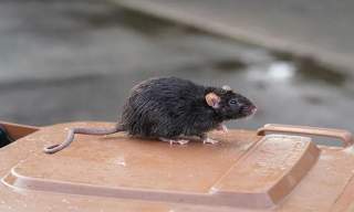 Garage Storage Layout Trends That Encourage Rodent Nesting in Phoenix, AZ