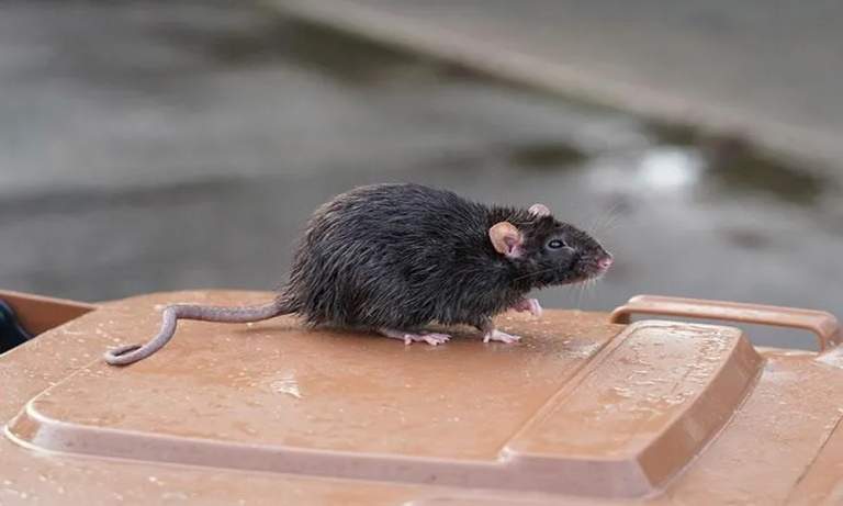 Garage Storage Layout Trends That Encourage Rodent Nesting in Phoenix, AZ