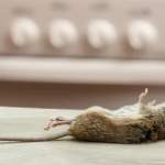 Kansas City Pest Control: What to Do With the Dead Mouse You Can Smell but Cannot Find