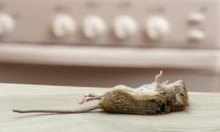 Kansas City Pest Control: What to Do With the Dead Mouse You Can Smell but Cannot Find