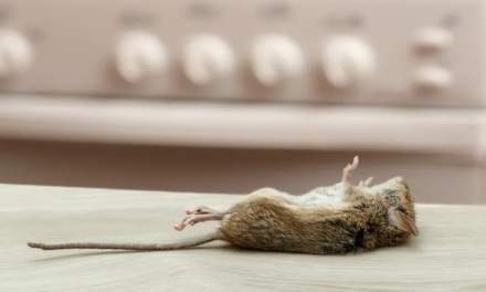 Kansas City Pest Control: What to Do With the Dead Mouse You Can Smell but Cannot Find