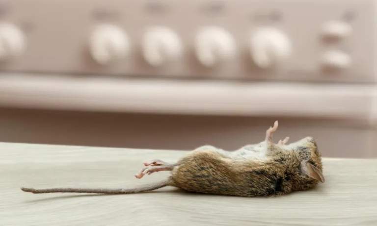 Kansas City Pest Control: What to Do With the Dead Mouse You Can Smell but Cannot Find