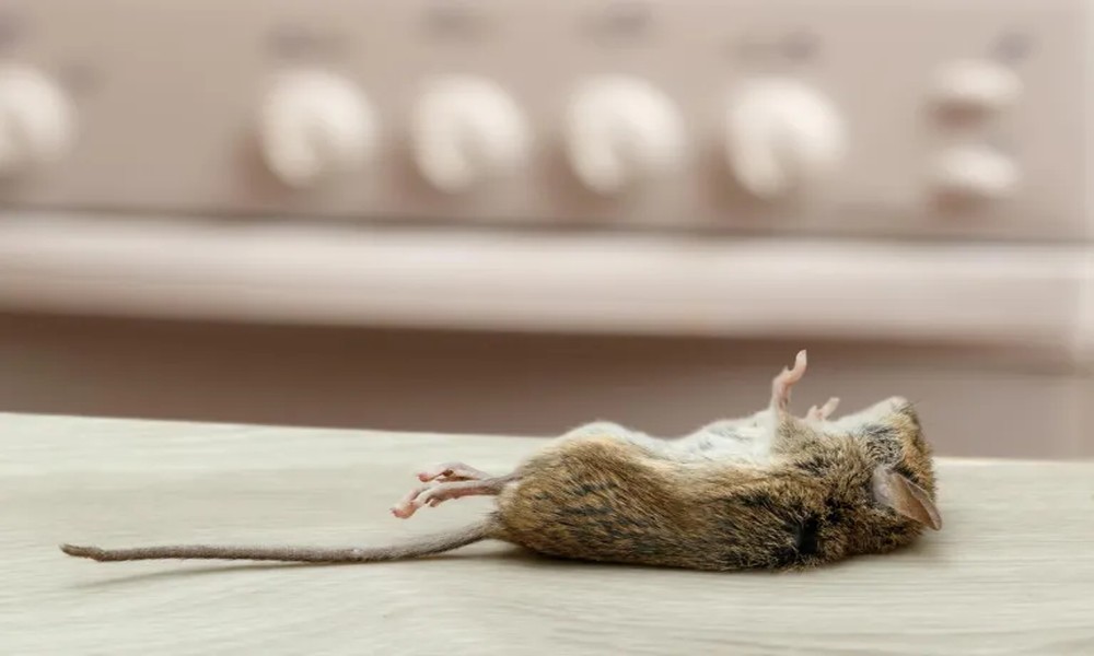 Kansas City Pest Control: What to Do With the Dead Mouse You Can Smell but Cannot Find